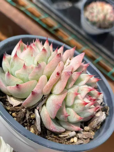 Echeveria 'Oscar' Twin-head (奥斯卡双头) succulent — wholesale bare-root export from Yunnan, China (7 of 7)