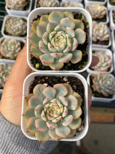 Echeveria peacockii Variegated (蓝姬莲锦) succulent — wholesale bare-root export from Yunnan, China (2 of 3)