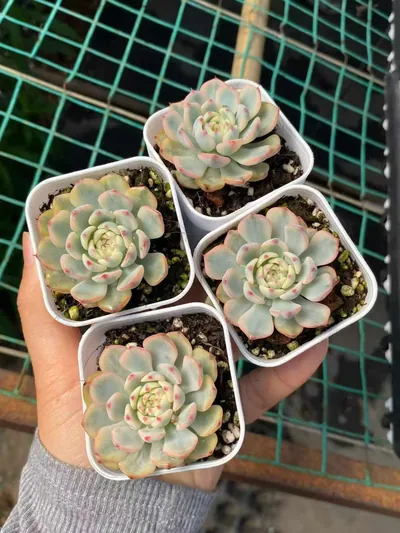 Echeveria peacockii Variegated (蓝姬莲锦) succulent — wholesale bare-root export from Yunnan, China (3 of 3)