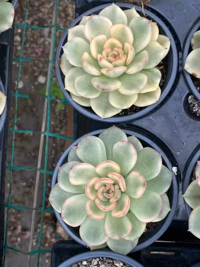 Echeveria 'Pollyanna' Variegated (保利安娜锦) succulent — wholesale bare-root export from Yunnan, China (5 of 5)