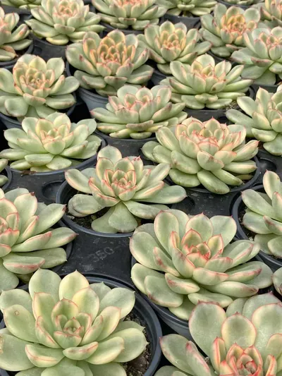 Echeveria 'Pollyanna' Variegated (保利安娜锦) succulent — wholesale bare-root export from Yunnan, China (4 of 5)