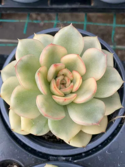 Echeveria 'Pollyanna' Variegated (保利安娜锦) succulent — wholesale bare-root export from Yunnan, China (2 of 5)
