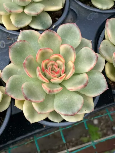 Echeveria 'Pollyanna' Variegated (保利安娜锦) succulent — wholesale bare-root export from Yunnan, China (3 of 5)