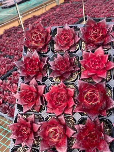 Echeveria 'Robin' (罗宾) succulent — wholesale bare-root export from Yunnan, China (3 of 4)