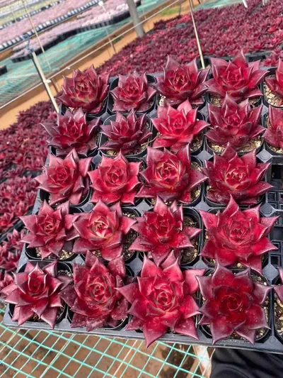 Echeveria 'Robin' (罗宾) succulent — wholesale bare-root export from Yunnan, China (2 of 4)