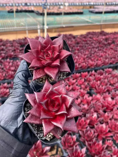 Echeveria 'Robin' (罗宾) succulent — wholesale bare-root export from Yunnan, China (4 of 4)