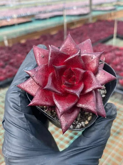 Echeveria Echeveria 'Robin' succulent — wholesale export from Yunnan, China