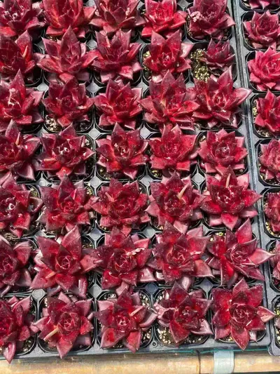 Echeveria 'Robin' Single (罗宾单头) succulent — wholesale bare-root export from Yunnan, China (3 of 3)