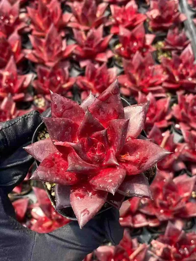 Echeveria Echeveria 'Robin' Single succulent — wholesale export from Yunnan, China