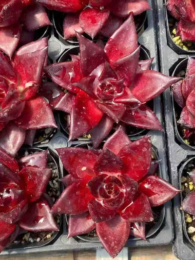 Echeveria 'Robin' Single (罗宾单头) succulent — wholesale bare-root export from Yunnan, China (2 of 3)