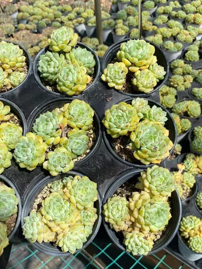 Echeveria 'Rose Lotus' (玫瑰莲) succulent — wholesale bare-root export from Yunnan, China (3 of 4)