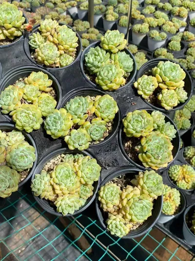 Echeveria 'Rose Lotus' (玫瑰莲) succulent — wholesale bare-root export from Yunnan, China (4 of 4)