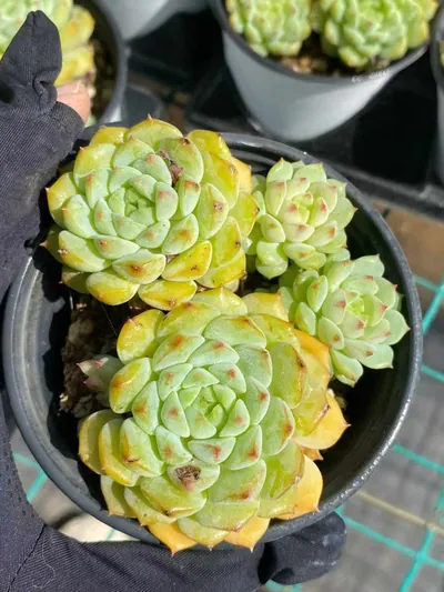 Echeveria 'Rose Lotus' (玫瑰莲) succulent — wholesale bare-root export from Yunnan, China (2 of 4)