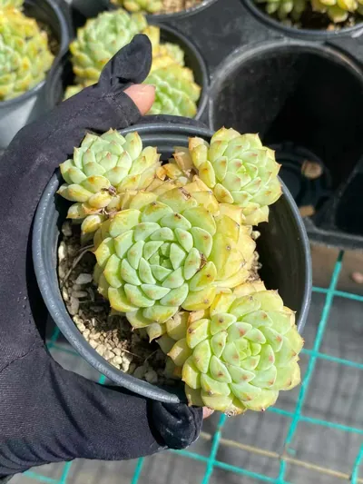 Echeveria Echeveria 'Rose Lotus' succulent — wholesale export from Yunnan, China
