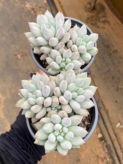 Echeveria 'Solomon' Cluster (所罗门群) succulent — wholesale bare-root export from Yunnan, China (2 of 4)