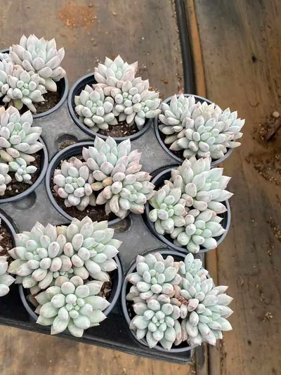 Echeveria 'Solomon' Cluster (所罗门群) succulent — wholesale bare-root export from Yunnan, China (3 of 4)