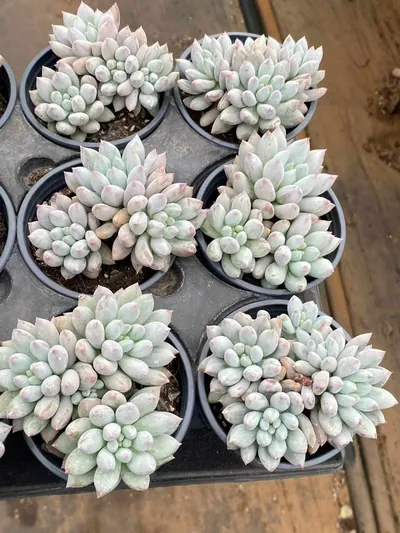 Echeveria 'Solomon' Cluster (所罗门群) succulent — wholesale bare-root export from Yunnan, China (4 of 4)