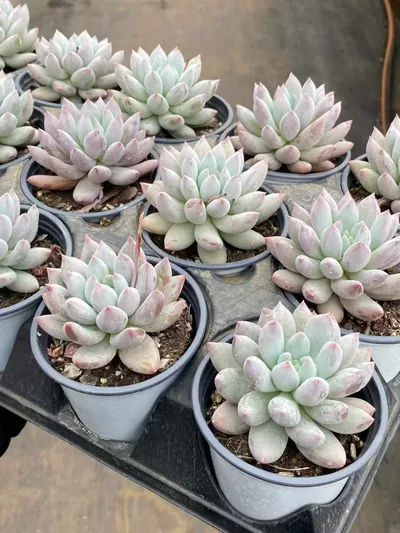 Echeveria 'Solomon' Single (所罗门单头) succulent — wholesale bare-root export from Yunnan, China (5 of 5)