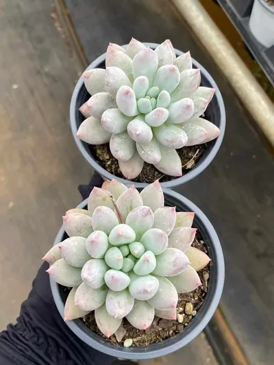 Echeveria 'Solomon' Single (所罗门单头) succulent — wholesale bare-root export from Yunnan, China (3 of 5)