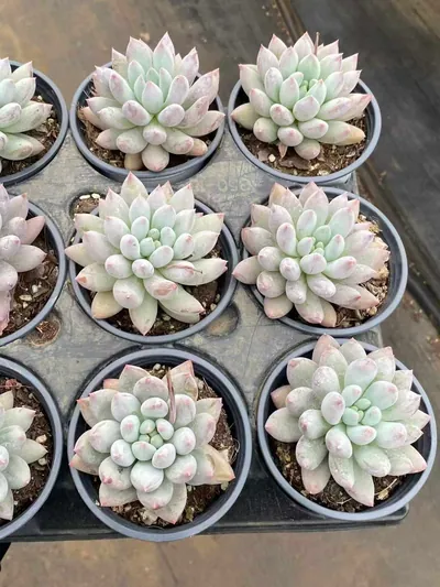 Echeveria 'Solomon' Single (所罗门单头) succulent — wholesale bare-root export from Yunnan, China (2 of 5)