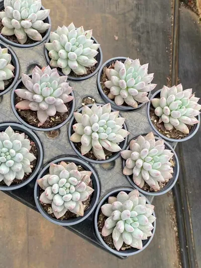 Echeveria 'Solomon' Single (所罗门单头) succulent — wholesale bare-root export from Yunnan, China (4 of 5)