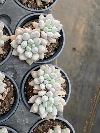 Echeveria 'Solomon' Twin-head (所罗门双头) succulent — wholesale bare-root export from Yunnan, China (5 of 5)