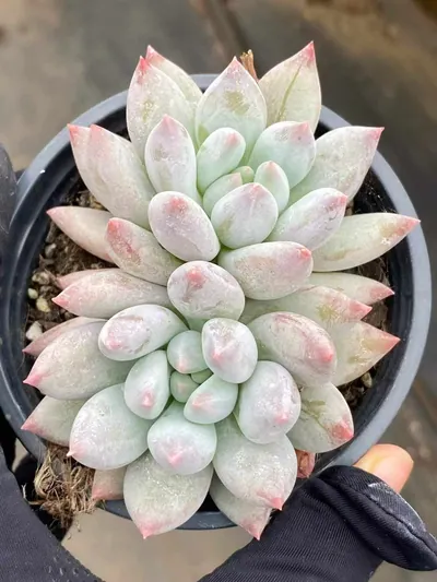 Echeveria Echeveria 'Solomon' Twin-head succulent — wholesale export from Yunnan, China