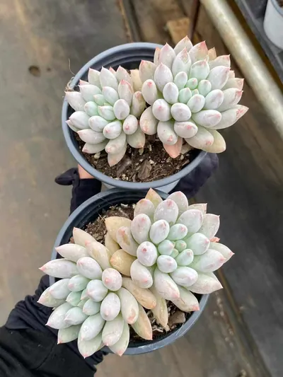 Echeveria 'Solomon' Twin-head (所罗门双头) succulent — wholesale bare-root export from Yunnan, China (4 of 5)