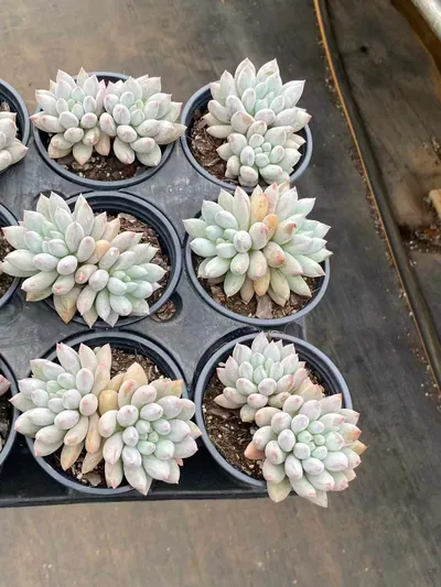 Echeveria 'Solomon' Twin-head (所罗门双头) succulent — wholesale bare-root export from Yunnan, China (3 of 5)