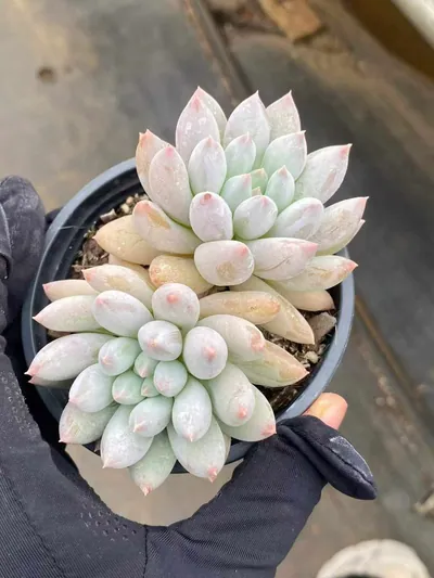 Echeveria 'Solomon' Twin-head (所罗门双头) succulent — wholesale bare-root export from Yunnan, China (2 of 5)