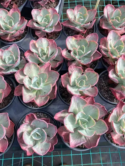 Echeveria Elegant Beauty Variegated (秀妍锦) succulent — wholesale bare-root export from Yunnan, China (2 of 3)