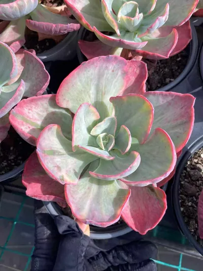 Echeveria Elegant Beauty Variegated succulent — wholesale export from Yunnan, China