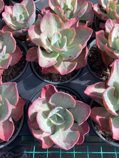 Echeveria Elegant Beauty Variegated (秀妍锦) succulent — wholesale bare-root export from Yunnan, China (3 of 3)