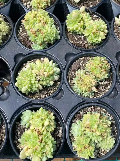 Echeveria Emerald (绿宝石) succulent — wholesale bare-root export from Yunnan, China (3 of 6)