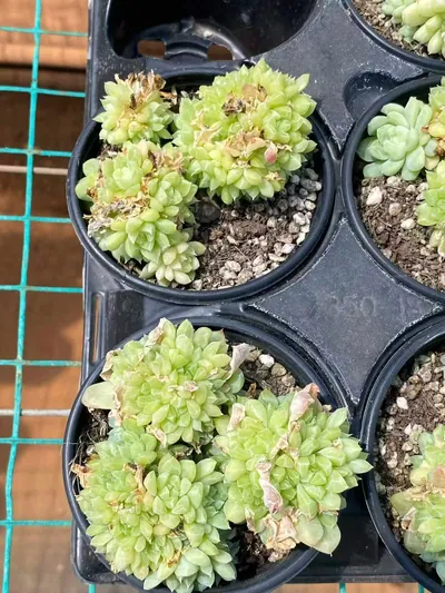 Echeveria Emerald (绿宝石) succulent — wholesale bare-root export from Yunnan, China (5 of 6)