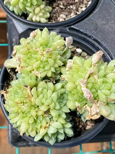Echeveria Emerald (绿宝石) succulent — wholesale bare-root export from Yunnan, China (4 of 6)
