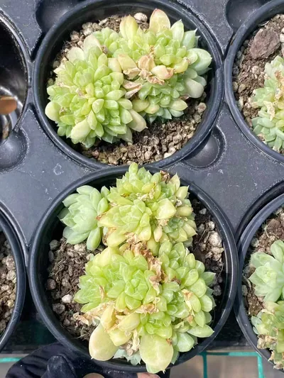 Echeveria Emerald succulent — wholesale export from Yunnan, China
