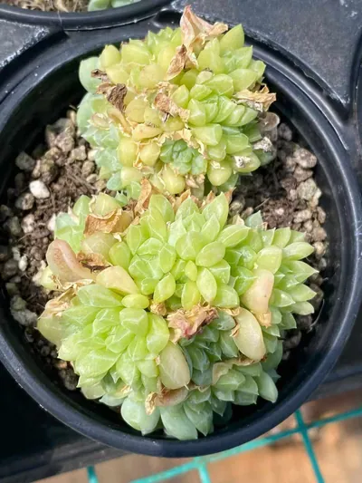 Echeveria Emerald (绿宝石) succulent — wholesale bare-root export from Yunnan, China (6 of 6)
