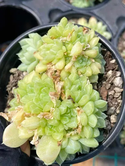 Echeveria Emerald (绿宝石) succulent — wholesale bare-root export from Yunnan, China (2 of 6)