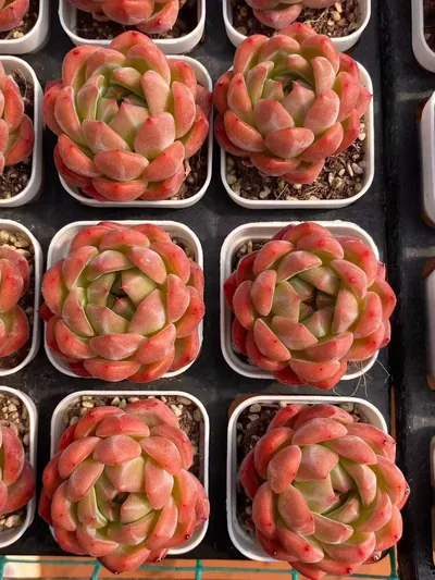 Echeveria Emerald Jade (碧瑶) succulent — wholesale bare-root export from Yunnan, China (2 of 4)