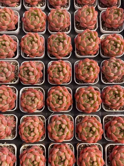 Echeveria Emerald Jade (碧瑶) succulent — wholesale bare-root export from Yunnan, China (4 of 4)