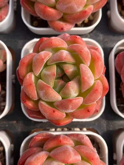 Echeveria Emerald Jade (碧瑶) succulent — wholesale bare-root export from Yunnan, China (3 of 4)
