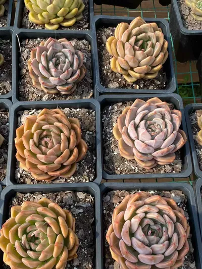 Echeveria Euro King succulent — wholesale export from Yunnan, China