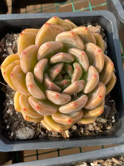 Echeveria Euro King (欧皇) succulent — wholesale bare-root export from Yunnan, China (2 of 7)