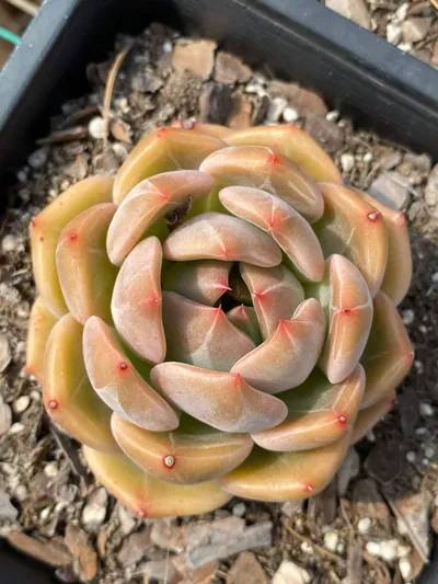 Echeveria Euro King (欧皇) succulent — wholesale bare-root export from Yunnan, China (6 of 7)