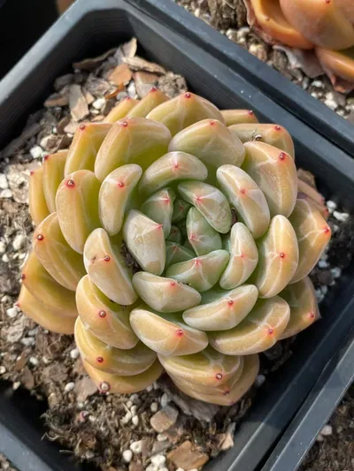 Echeveria Euro King (欧皇) succulent — wholesale bare-root export from Yunnan, China (7 of 7)