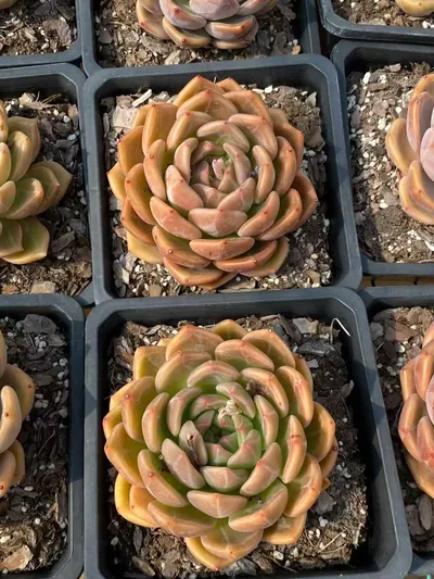 Echeveria Euro King (欧皇) succulent — wholesale bare-root export from Yunnan, China (4 of 7)