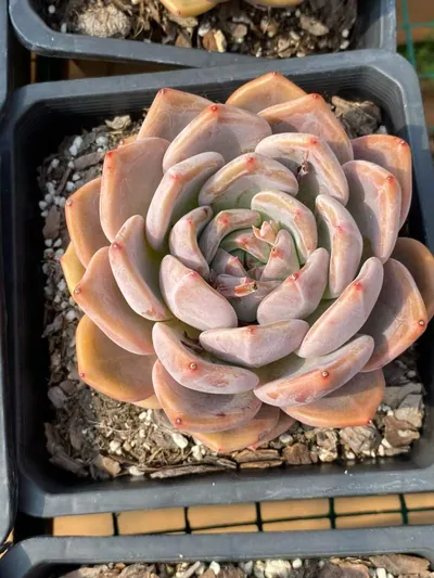 Echeveria Euro King (欧皇) succulent — wholesale bare-root export from Yunnan, China (5 of 7)