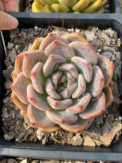 Echeveria Euro King (欧皇) succulent — wholesale bare-root export from Yunnan, China (3 of 7)