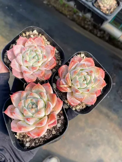 Echeveria Fair Lady Single (佳人单头) succulent — wholesale bare-root export from Yunnan, China (4 of 4)